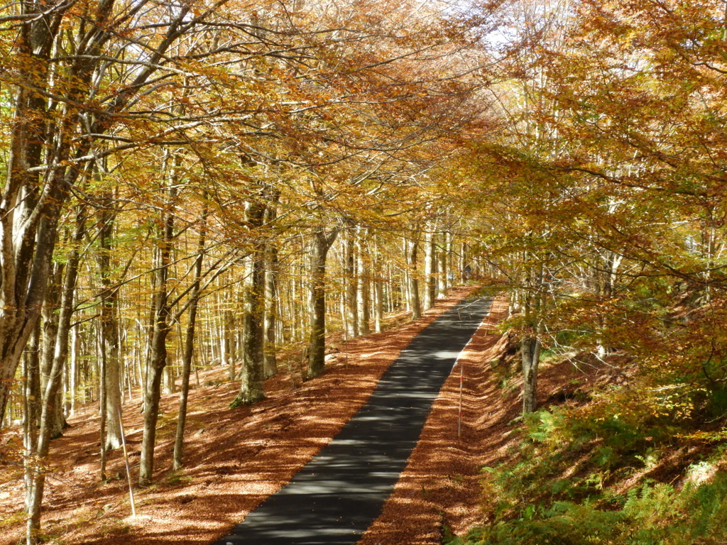 La strada si colora d'autunno. di claudio_sposetti