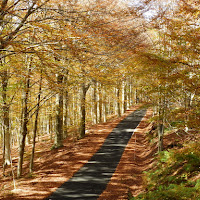 La strada si colora d'autunno. di 