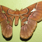 Giant silk moth