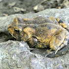 Eastern American Toad