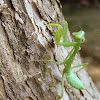 Praying Mantis