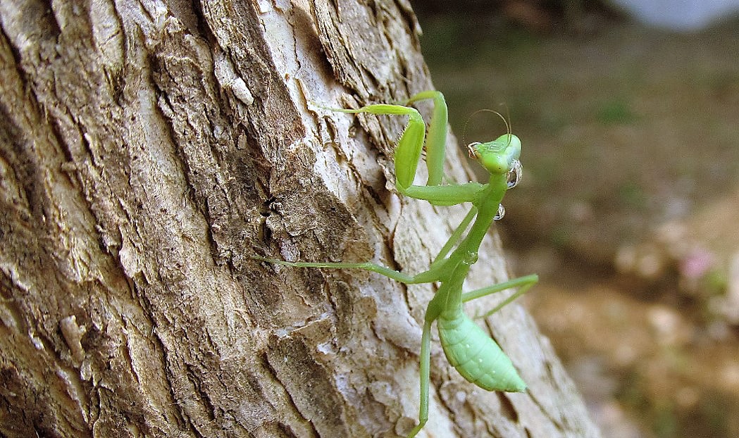 Praying Mantis