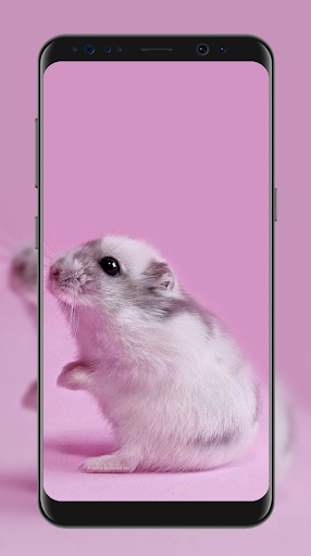 Cute Hamster Wallpapers