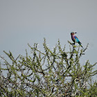 Lilac-breasted Roller