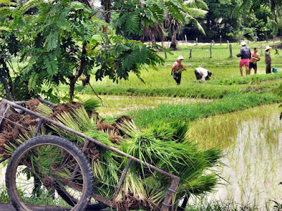 See the rice fields on Koh Klang