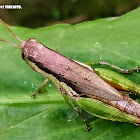 Chinese Rice Grasshopper.