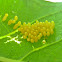 Multicolored Asian Lady Beetle