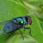 Green Bottle Fly