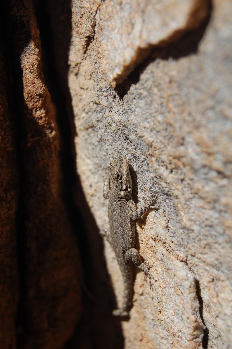 Ornate Tree Lizard