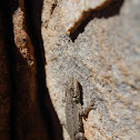 Ornate Tree Lizard