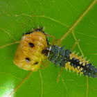 Multicolored Asian Lady Beetle