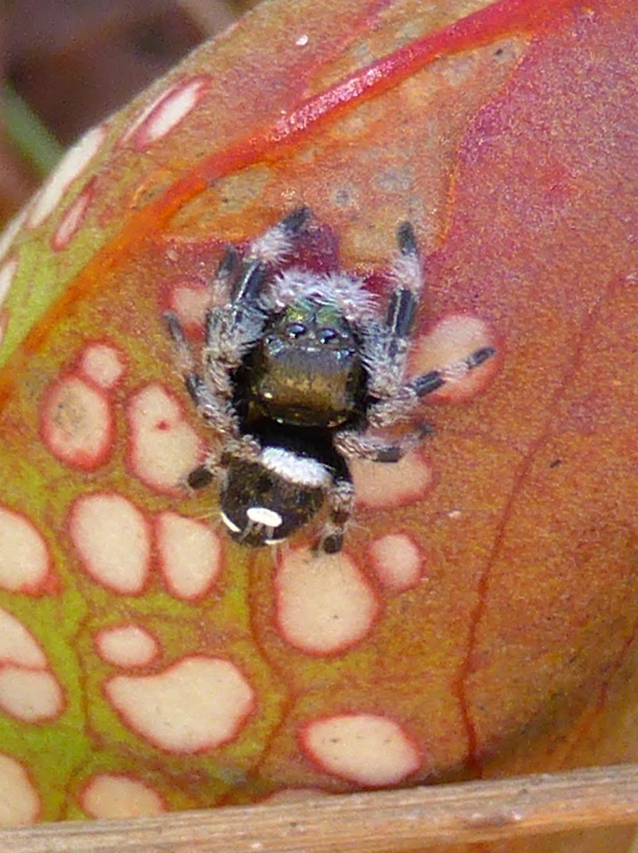 Regal Jumping Spider