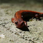 Red-backed salamander