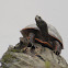 Northern Red-bellied Cooter