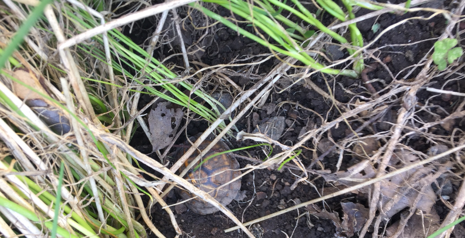  A baby woodland box turtle hanging out under chives