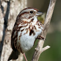 Song Sparrow