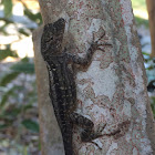 Brown Anole