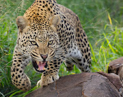 Trophy hunters will be allowed to kill 10 leopards in SA this year, says environment minister Barbara Creecy.