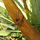 Umbrella Paper Wasp