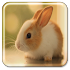 Bunny Live Wallpaper1.11