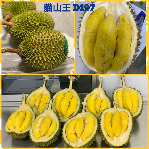 貓山王 D197 (1箱10kg, 約5-6個)