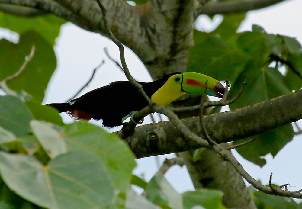 Keel-billed Toucan