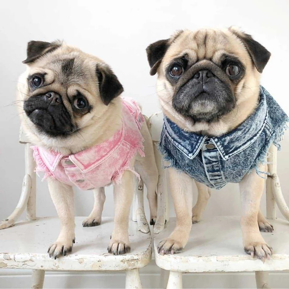 Veste en jean délavé pour chien Vêtements pour animaux de compagnie Style denim et confort pour votre compagnon Design durable et tendance pour les promenades