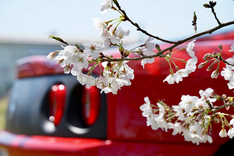 360モデナの桜とコラボ・花粉症・次女の車　納車・モデナ久々に始動に関するカスタム事例の投稿画像5枚目
