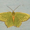 Common Emerald