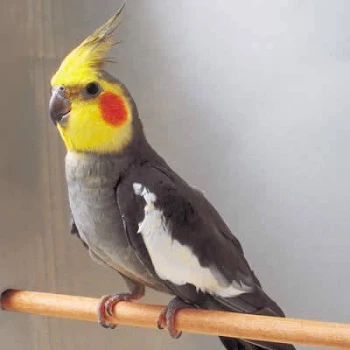 インコのピィちゃん