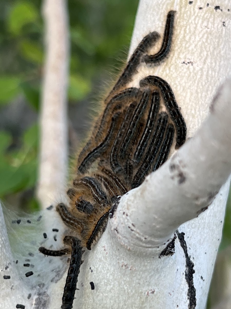 western Tent Caterpillar