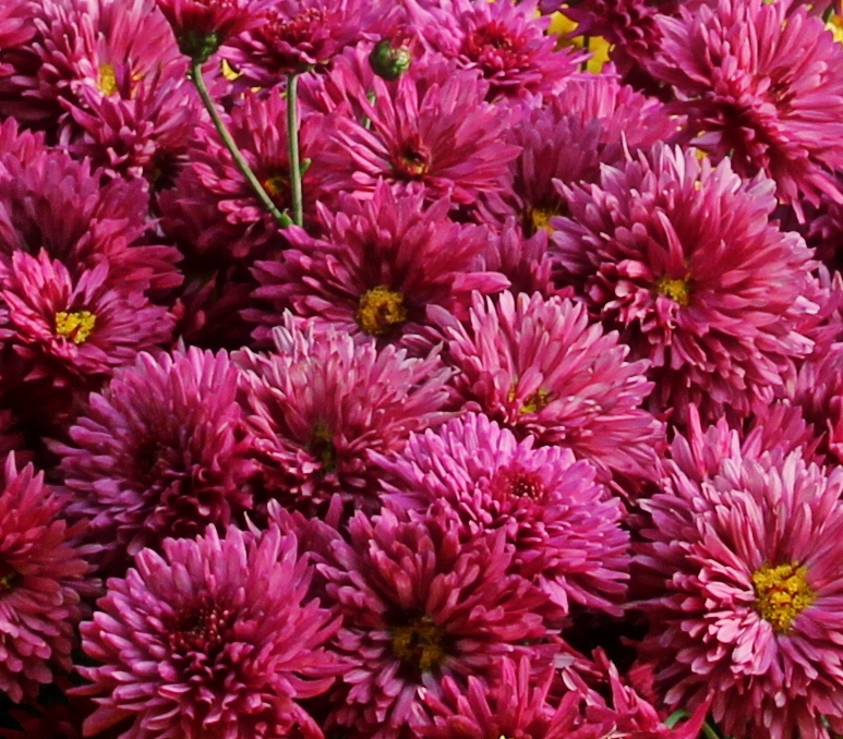 Chrysanth