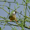 Speckled Mousebird