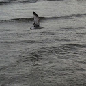 Ring-billed Gull