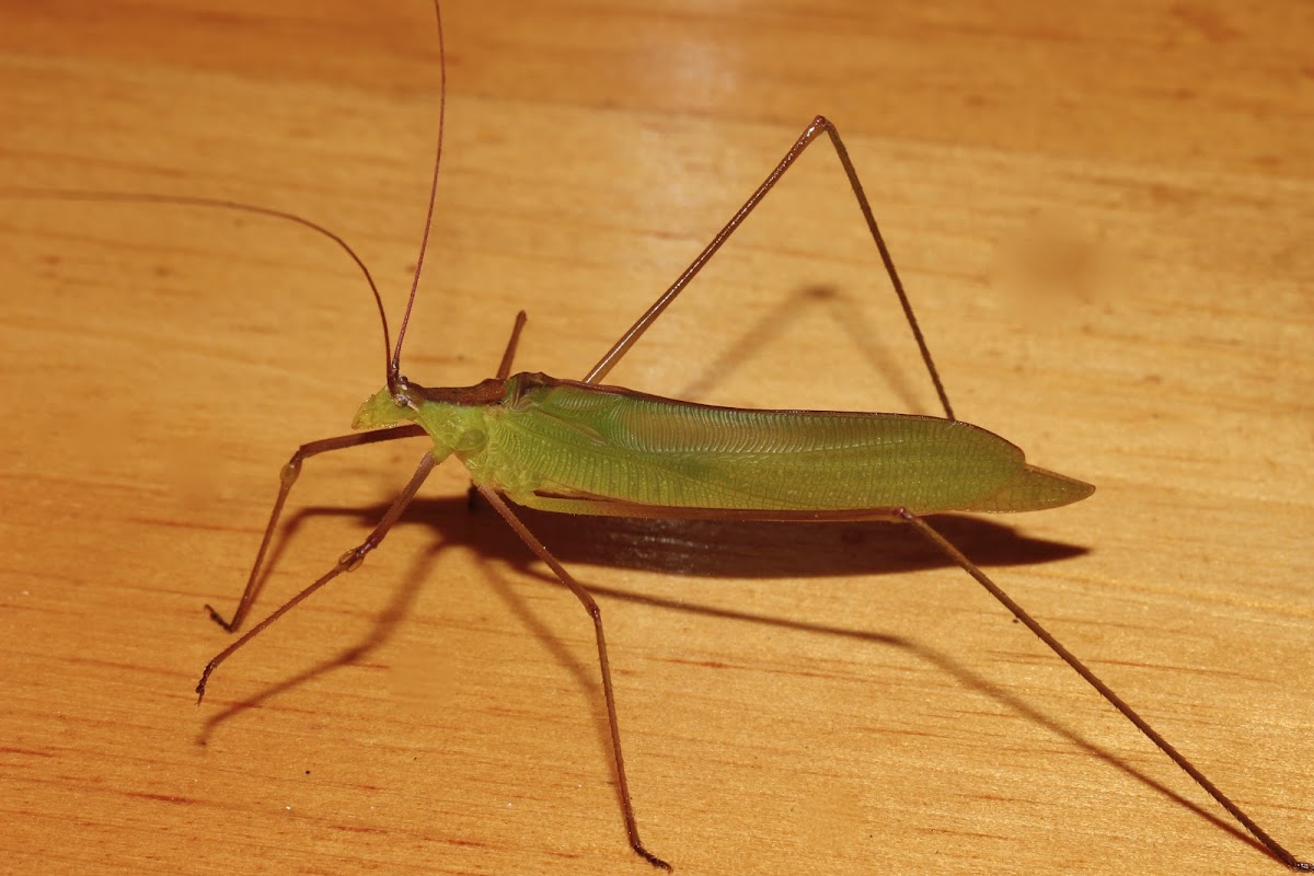 Leaf Katydid