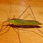 Leaf Katydid