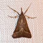 Short-horned Moth