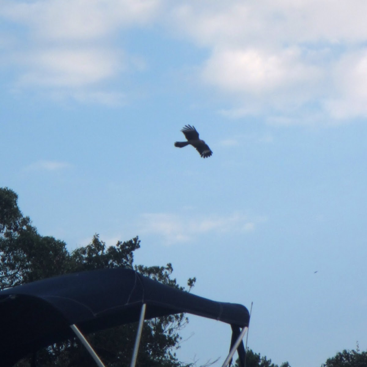 Yellow headed caracara