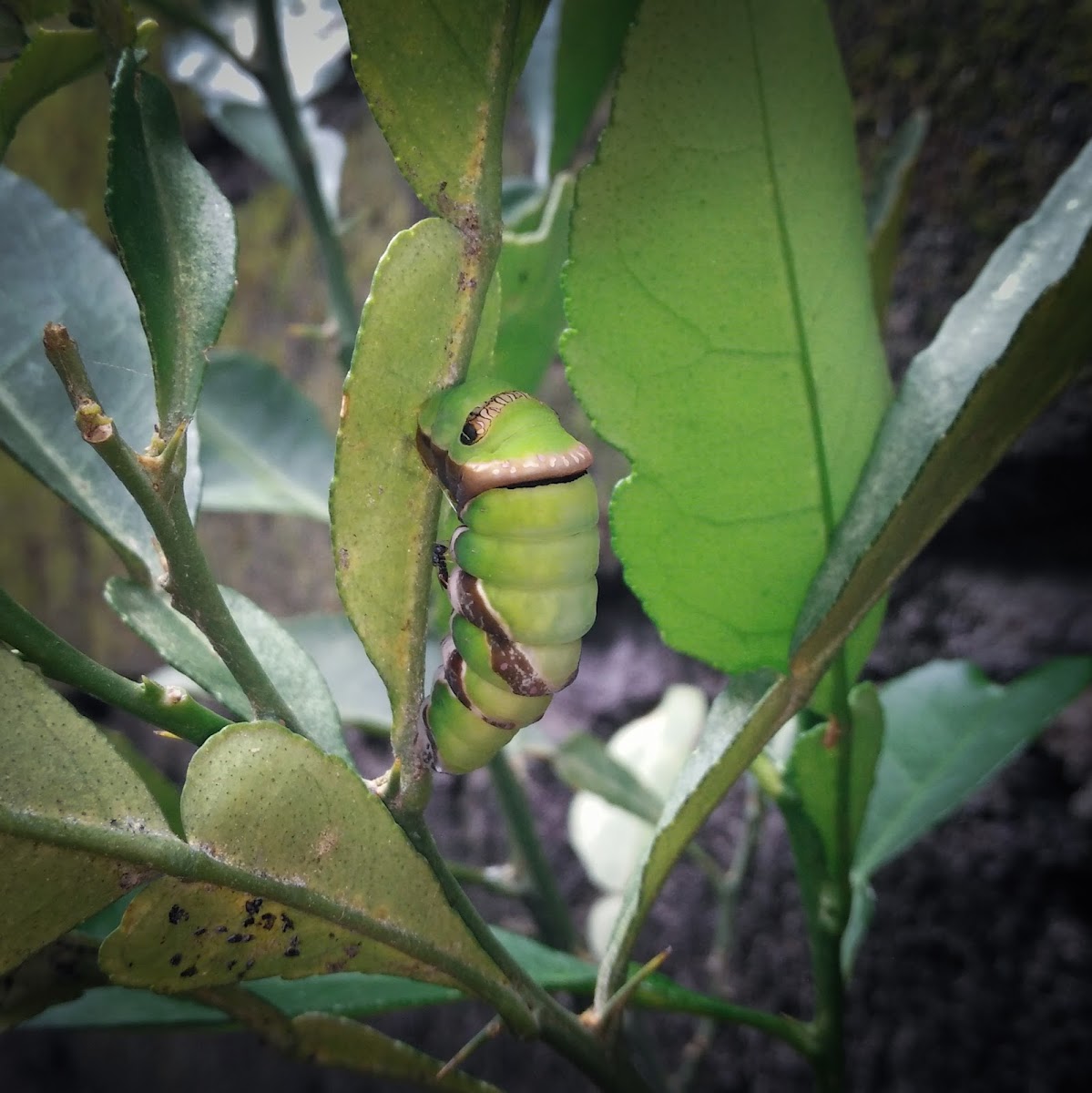 Common mormon caterpillar