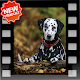 Download Awesome Dog HD Picture For PC Windows and Mac 1.0