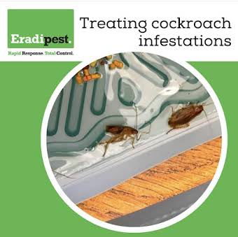Cockroaches  album cover