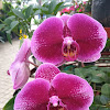 Moth Orchid