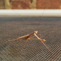 Praying mantis