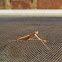 Praying mantis