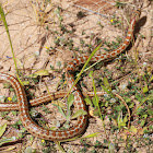 Colubro leopardino (Leopard Snake)