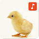 Download Baby Chicken Sounds For PC Windows and Mac 1.0.1