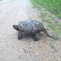 Snapping turtle