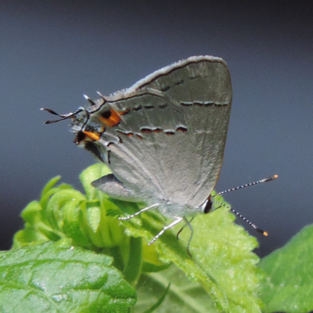 Gray Hairstreak