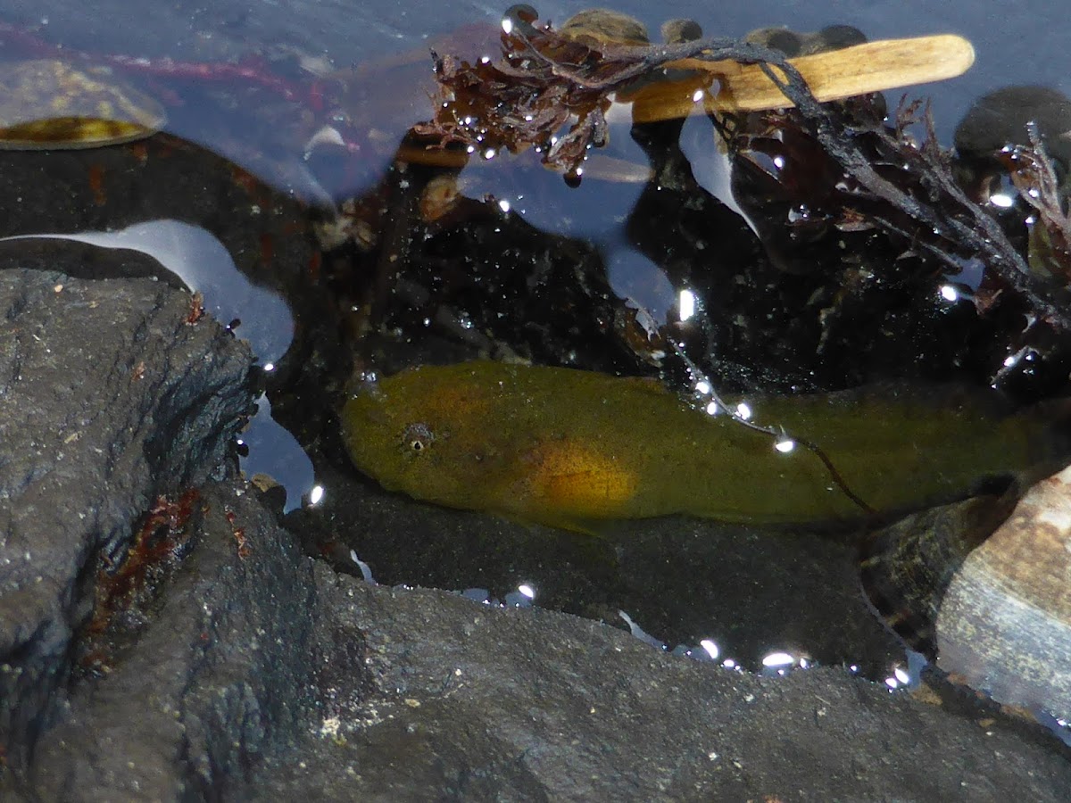 Slimy Snailfish