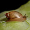 Amber snail